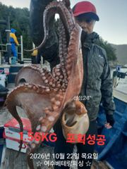 현재 대물돌문어 키로급들 신나게 뽑고 있습니다 씨알 마릿…