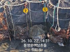 (문어)남녀노소 모두 K대물 손맛 몇일째 쭉~락피싱(23일 예약)