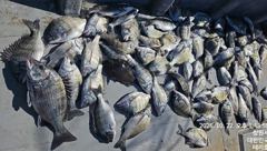 [진해] 안골) 감성돔 흘림 빅사이즈 마릿수 (10/22일) 초대박조황 …