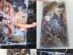 문어,갑이,1500,1300외,키로,중치들,굿,,(예약가능)