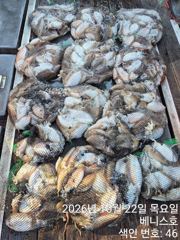 군산 베니스호 갑오징어 조황 2026.10.22