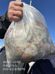 고흥 녹동 피닉스호 22일 문어 조황입니다.