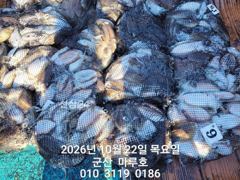 10월 22일 군산 마루호 갑오징어 조황입니다