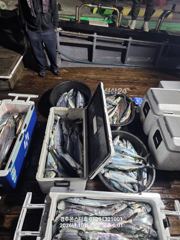 대삼치 고시 방어 풍년입니다(모집중)