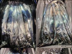 [22일입항] "내만갈치" 강풍에도 빵빵한 씨알이는 까딱 없습니당!! [금/일 예약가능] 010-7660-2435