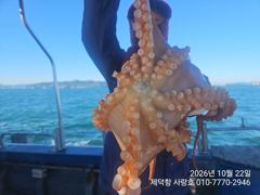 "돌문어" 강풍에 2300g1600g1300g외kkk 대물들 마릿수조황~^^(예약가능)