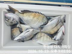 [부산] 다자바피싱 감성돔 선상카고 조사님 한분 조황 입니다