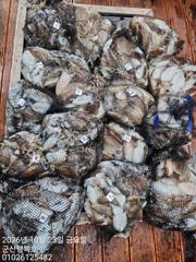 23일 하루 종일 따박따박 이어진 손맛! 망태기 갑오징어 -군산새만금낚시 행복호-