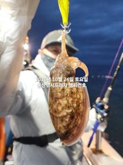 24일, 군산 갑오징어~싸이즈 굿~오늘도 나오고 있어요~실시간~~내일도 갑니다~군산낚시프라자 챔피언호