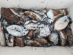24일, 군산 갑오징어~싸이즈 굿~연일 빅히트~망탱이 굿~~내일도 갑니다~군산낚시프라자 챔피언호