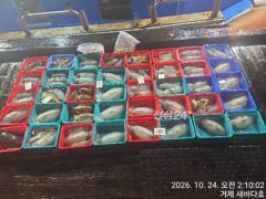 거제 새바다호 야간무늬오징어 팁런 다녀 왔습니다 씨알좋아요 ..