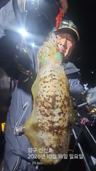 261017 토요일 무늬오징어 조황 총30수 강구신신호 팁런 선상낚시
