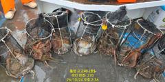 (문어)우글우글 2K~K중반 12수 한자리 피딩~고고써니호(26일 예약)