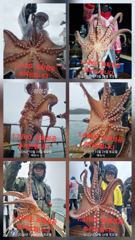[여수,광양] 연일 대물돌문어 키로급들 쭉쭉 뽑고 있습니다 목요일부터 자…