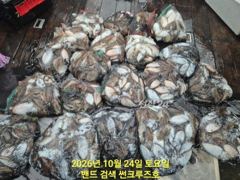 24일 군산 썬크루즈호 갑오징어 다녀왔습니다