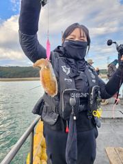 갑조황