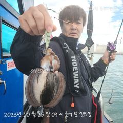 갑오징어