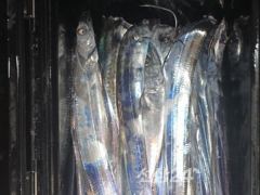 [거제] 갈치 후반기 싸이즈좋은 고기 잡으러가보입시다 !