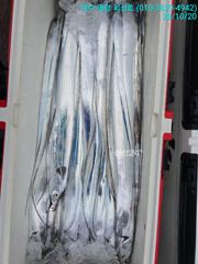 [여수,광양] 갈치낚시 14석으로 편하게 대장쿨러 조황으로 입항했습니다