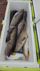 26.10.26일 대구라바 조황 입니다