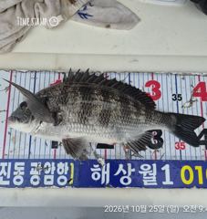 [마산] 해상월1ᆢ4짜외 감성돔 마릿수 조황임니다!!(25일)