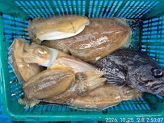 등대호 25일 좋지않은조황이지만 갑사진만올려봅니다, 빠른물살에 애쓰셨읍니다