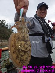 군산 장자도 갑오징어 박사이즈