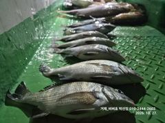 10.26 [경주] 화요일까지 기상악화로 휴항=수요일부터 대삼치및방어 &야간 무늬오징어 예약중입니다