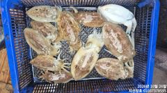 10/26 조황