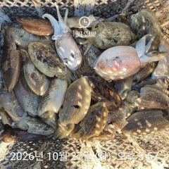 10.26 [경주] 대삼치 빅게임, 쏟아지는 삼치,방어(화,수,목,금~모집)