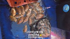 ■군산킹스타호(10/26)■갑오징어 마무리~(10/28갑오징어출조합니다:예약가능)