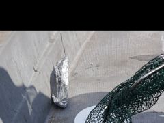 감성돔(선외기) 마리수 좋고~갑오징어 깔렸습니다~대어선외기(28일 예약)