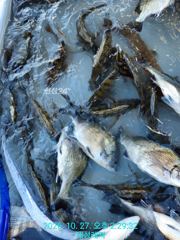 [통영 선외기 태성레저]감성돔 흘림.카고/ 문어.갑.쥐치외 생활낚시(26.27)조황