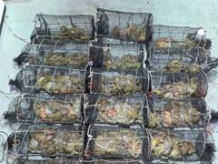 [진해] (오늘야간문어예약중) 27일야간 씨알급먹폭탄 장원23수~