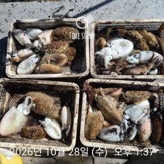 씨알 좋은 갑오징어만