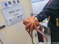 [진해] 문어 k호조황 및 문어라면