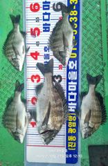 [마산] [바다마을호] 감성돔 조황(10/27)