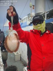 29일, 군산 갑오징어~싸이즈도 굿~오늘도 나오네요~연속되는 갑오징어~실시간~~내일도 갑니다~군산낚시프라자 그랜드호