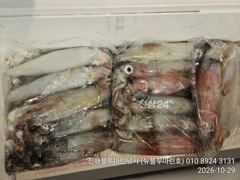 준내만갈치)텐빈 ~오늘 입항조황 한치까지(오늘 8자리가능)