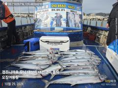 29일 오전 라이징하는 대삼치들