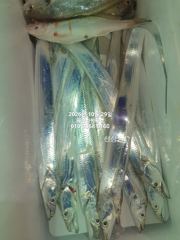 [마산] 내만갈치)30일 금요일 예약중~딱기다려라~갈치야~