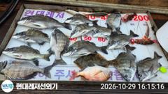 [통영] 통영현대레저)감성돔흘림 4짜외마릿수및참돔입니다