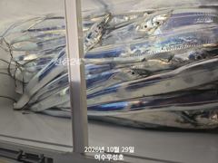 10월29일입항 대갈치 조황소식입니다