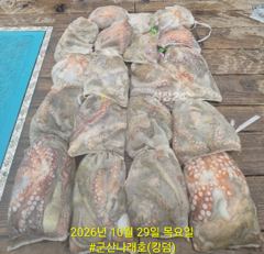★★ 10 / 29 [군산 대일피싱] 나래(킹덤)호 문어조황입니다. ~!