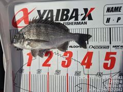 [거제] (실시간)어초여밭 감성돔 1방 팅 4짜4짜로~야호(31일예약)
