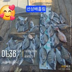 병산 감성돔준수한씨알 마리수 선상배 &선외기및 덴마흘림