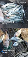 [거제] 거제 ( 어구 일성호 ) 감성돔 참돔 학꽁치 ! …