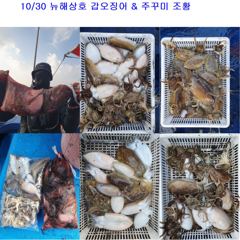 10월 30일 갑오징어 & 주꾸미 조황