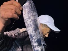 [진해] [내만갈치]내만에서 3~4지 대치들 무더기 서식지!! 월요일부…