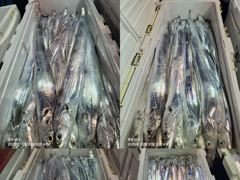 [통영] 통영영운호14석) 먼바다 대갈치 ^^쿨러가득 담아 왔습니다 (오…